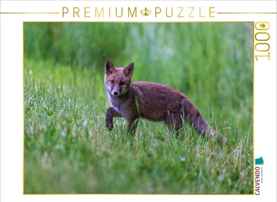 Produktbild von CALVENDO Puzzle Junger Rotfuchs | 1000 Teile Lege-Größe 64x48cm Foto-Puzzle für glückliche Stunden