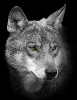 Produktbild von Wandbild WOLF 46x61 cm – Leinwandbild Keilrahmen Deko modern