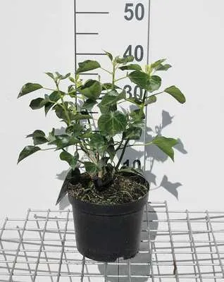 Zdjęcie produktu dla Hedera helix 'Arborescens' - Bluszcz krzewiasty Arborescens Pojemnik 30-40 cm
