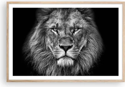Produktbild von Gerahmtes Poster - Rahmen in heller Eiche - Porträt Löwe Schwarzweiß - 91,5x61 cm - Wand Bild - Wanddeko - Wandbilder - Kunstposter - Wandposter - Bilderrahmen - Bilder - Kunstdruck - P2NAA91x61-4494