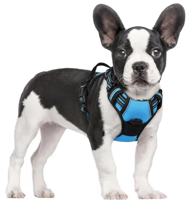 Produktbild von Hundegeschirr für mittelgroße Hunde mit Griff, Hellblau