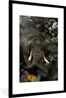 Produktbild von MuchoWow® MuchoWow® Gerahmtes Poster Elefant - Schmetterling - Dschungel 60x90 cm - Poster mit zchwarzem Bilderrahmen - Dekoration - Wandposter Wohnzimmer - Hochwertig
