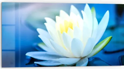 Produktbild von DEQORI Küchenrückwand Glas 80x40 cm 'Lotusblüte im Wasser' Spritzschutz Bad Rückwand