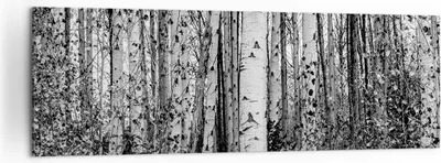 Produktbild von Bild auf Leinwand - Leinwandbild - Einteilig - Birken Wald Monochrom - 160x50cm - Wand Bild - Wanddeko - Wandbilder - Leinwanddruck - Bilder - Wanddekoration - Leinwand bilder - AB160x50-4643