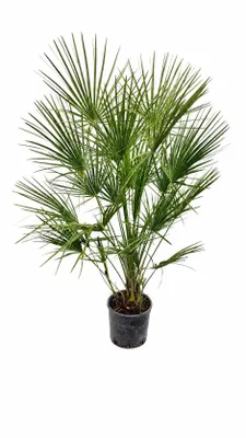 Produktbild von Zwergpalme 130–160 cm winterhart – Chamaerops humilis, mediterrane Gartenpalme für Terrasse & Balkon, robuste Europäische Palme