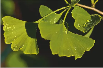Produktbild von ARTland Wandbild Alu für Innen & Outdoor Ginkgo Blätter Größe: 30x20 cm