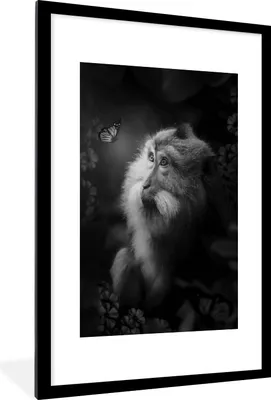 Produktbild von MuchoWow® Gerahmtes Poster Porträt von einem Affen und einem Schmetterling im Dschungel - schwarz und weiß 60x90 cm - Poster mit Schwarzem Bilderrahmen Wandposter Rahmen Foto Bilder - Dekoration - Wandposter Wohnzimmer - Hochwertig