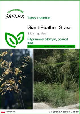 Zdjęcie produktu dla SAFLAX - Giant-Feather Grass - 10 Nasiona - Stipa gigantea