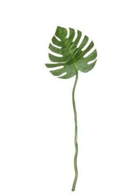 Produktbild von ASA Philodendronblatt DEKO L. 72 cm 66637444 ! Vorteilsset beinhaltet 4 x den genannten Artikel und Geschenk + Spende