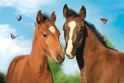 Immagine prodotto di Puzzle TREFL Animali carini: Coppia di cavalli 54 pezzi