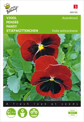 Artikelbild 2 von 'Stiefmütterchen Schweizer Riesen' aus der Kategorie Stiefmütterchensamen