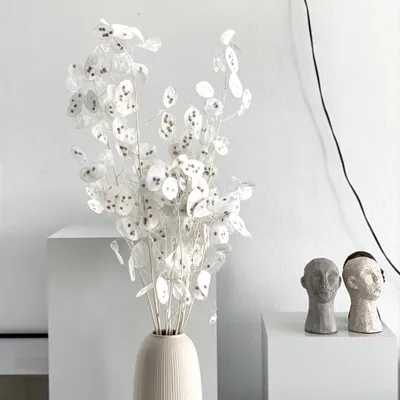 Produktbild von Lunaria Silberblatt Trockenblume 60-75cm weiß silbrig transparent konserviert