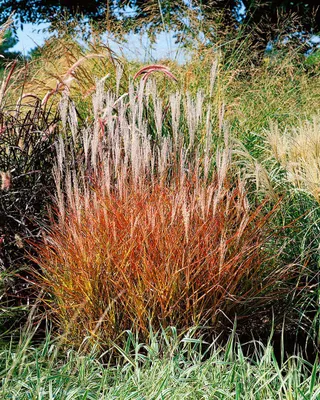 Produktbild von Miscanthus sinensis var. purpurascens, Chinaschilf, purpurrot, ca. 11x11 cm Topf