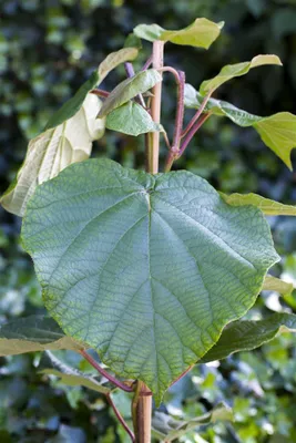 Zdjęcie produktu dla Actinidia chinensis 'Male', kiwi, zapylająca, 60-100 cm