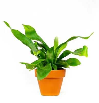 Obrázok produktu pre Gardners Platycerium bifurcatum, priemer 6 cm
