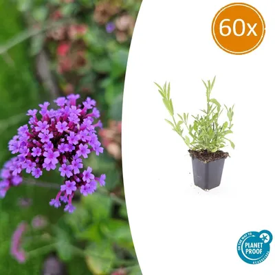 Produktbild von Zierstaude - Eisenkraut - Verbena bonariensis - 9cm Topf - Set mit 60 Pflanzen