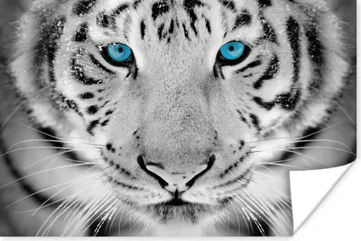 Produktbild von MuchoWow® Poster Tiere - Tiger - Augen - Blau - Schwarz und weiß 90x60 cm - Schlafzimmer
