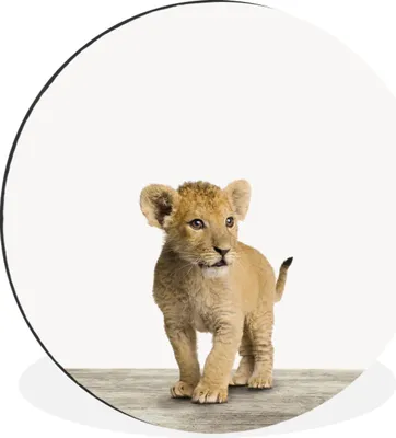 Produktbild von MuchoWow® Aluminium Wandkreis Tiere - Löwe - Jungtier Ø 60 cm Wanddeko Modern Wohnzimmer - Wand Kreis - Wandbild - Schlafzimmer - Aluminium Bild - Kinderzimmer - Wohnzimmer Dekoration - Wandschmuck