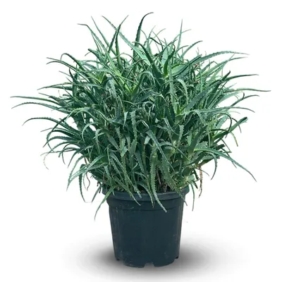Image de Aloe arborescens - succulentes - ↕ 100-110 cm - ⌀ 40 cm - plante d'intérieur