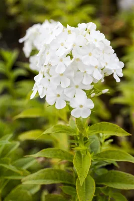 Produktbild von Phlox paniculata 'Fujiyama', Flammenblume, weiß, ca. 11x11 cm Topf