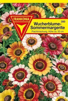 Produktbild von Sommer-Margeriten Mischung