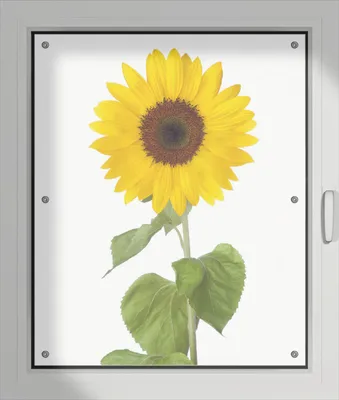 Produktbild von Wallario Lichtschutzbild, Dekorativer Sichtschutz Sonnenschutz 76 x 93 cm mit Motiv: Sonnenblume - Verdunklung ohne Bohren