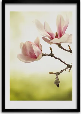 Produktbild von Bild - Bilderrahmen - Foto - 70 cm x 100 cm - MDF - Rahmen - Wandkunst - Magnolie Blumen