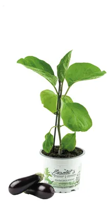 Produktbild von Enseleits Aubergine Pflanze (Solanum melongena)