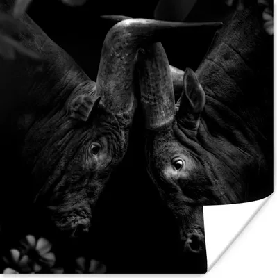 Produktbild von MuchoWow® Poster Tiere - Dschungel - Kühe - Schwarz - Weiß 75x75 cm - Wand Dekoration