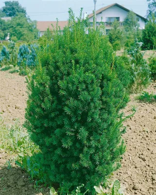 Produktbild von Taxus media 'Hillii', Säuleneibe, immergrün, 40–50 cm
