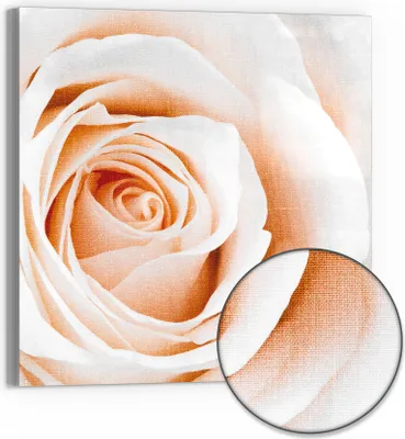 Produktbild von DEQORI Hybrid Leinwand Bild 50x50 cm 'Sanfte Rosenpracht' Wandbild Glas flach modern
