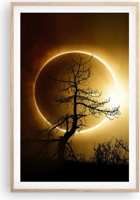 Produktbild von Gerahmtes Poster - Rahmen in heller Eiche - Sonnenfinsternis die Sonne Baum - 61x91,5 cm - Wand Bild - Wanddeko - Wandbilder - Wandposter - Bilderrahmen - Bilder - Kunstdruck - P2NPA61x91-4349