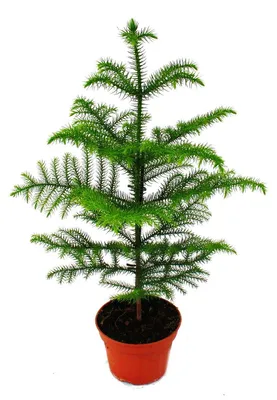 Obrázok produktu pre Izbová rastlina – Araucaria heterophylla – kvetináč s priemerom 17 m – výška cca 60-80 cm