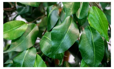 Produktbild von Ficus Excotica 120cm grün Kunstbaum Kunstpflanzen Birkenfeige