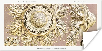 Produktbild von MuchoWow® Poster Jahrgang - Ernst Haeckel - Qualle - Kunst 80x40 cm - Wanddeko