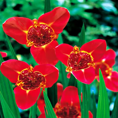Image de Tigrida Tigridia Speciosa 10 bulbes de fleurs tigridia