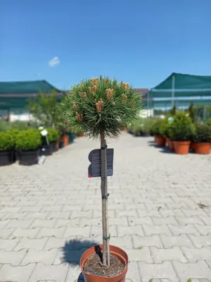 Produktbild von Pinus Nigra Marie Bregeon 80/100 Scharzkiefer Marie Bregeon