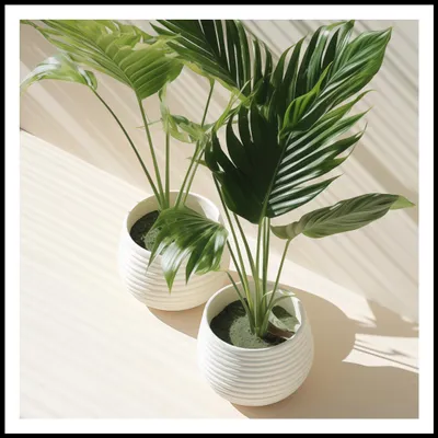 Image de Affiche 80 x 80 cm Silhouettes de plantes