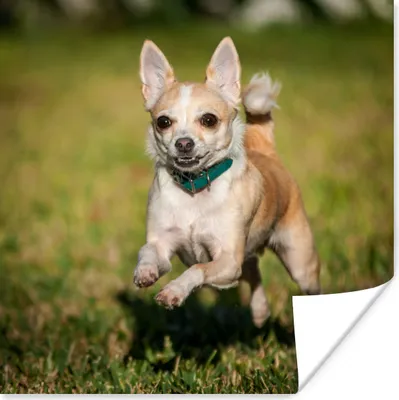 Produktbild von MuchoWow® Poster Ein lächelnder Chihuahua hüpft durch das Gras 100x100 cm - Babyzimmer