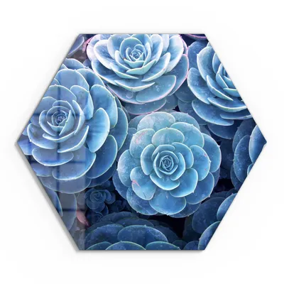 Produktbild von DEQORI Glasbild Echtglas 40x35 cm 'Blaue Sukkulentenpracht' Wandbild Bild modern Deko