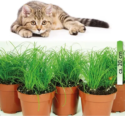 Produktbild von Cyperus zumula, im 12er Topf, Katzengras, Höhe ca. 20cm , 5er Set