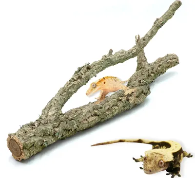 Image de BioBranch Branche de chêne-liège de 40cm, droite ou ramifiée