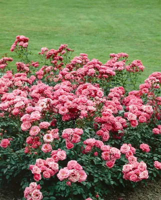 Produktbild von Rosa 'Bella Rosa', Rose, rosa Blüten, 3-5 Liter Container