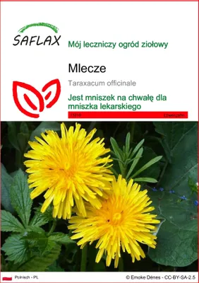 Zdjęcie produktu dla SAFLAX - Mlecze - 200 Nasiona - Taraxacum officinale