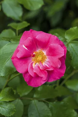 Produktbild von Rosa rugosa 'Rubra', Kartoffelrose, rot, 40–60 cm