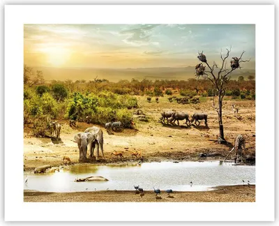 Produktbild von Poster - Poster ohne Rahmen - Safari Tiere - 50x40 cm - Wand Bild - Wanddeko - Wandbilder - Kunstposter - Wandposter - Bilder - Kunstdruck - Wanddekoration - Wandbild - P2XAA50x40-3880