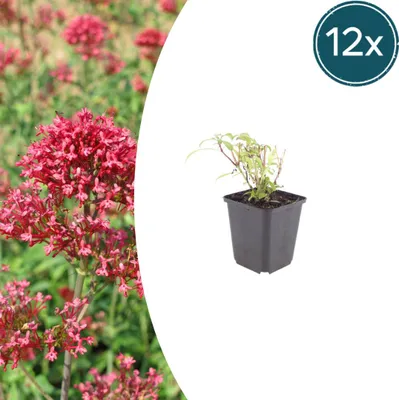 Zdjęcie produktu dla Centranthus ruber 'Coccineus' | 12 sztuk - 10-25cm - Ø9cm - Roślina ogrodowa