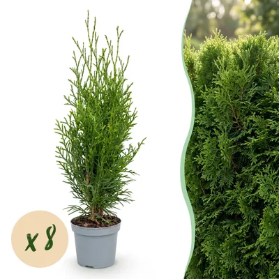 Produktbild von Heckenpflanzen - Thuja occidentalis Smaragd - Blatt grün - 8 Pflanzen - 1 laufender Meter - immergrün - 25-35cm - Ø10cm - Gartenpflanze