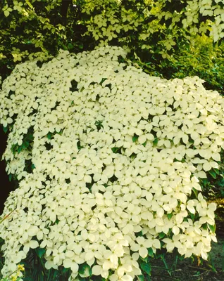 Produktbild von Cornus kousa chinensis 'Barmstedt', Chinesischer Blumen-Hartriegel, 40–60 cm
