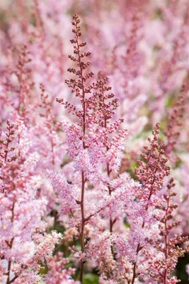 Produktbild von Astilbe chinensis 'Serenade', Prachtspiere, rosa, ca. 9x9 cm Topf